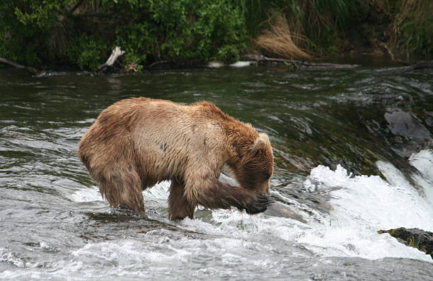 istock Bear Salmon Fishing 626655496