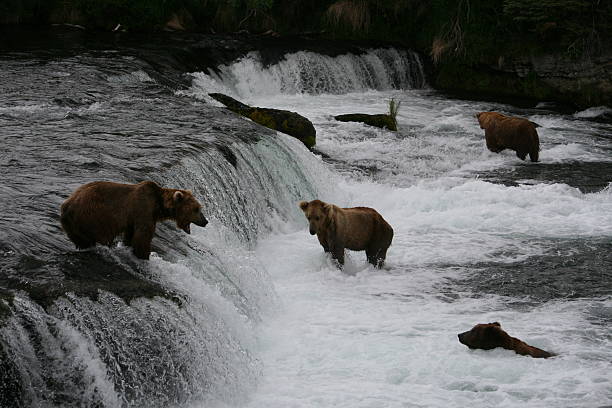 istock Bear Salmon Fishing 626655808