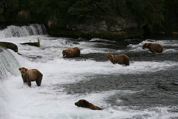 istock Bear Salmon Fishing 626655824