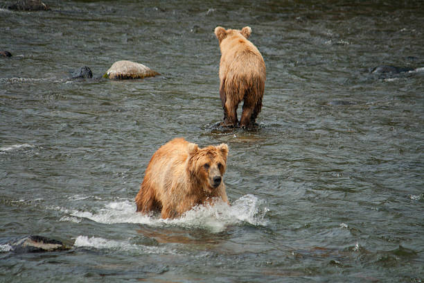 istock Bear Salmon Fishing 626656608