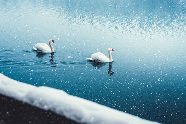 istock Winter Lake With Swans 626656812