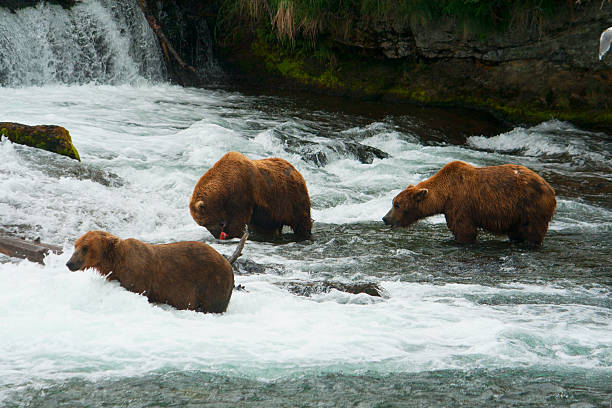 istock Bear Salmon Fishing 626657516