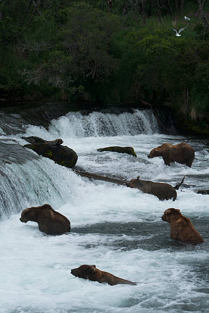 istock Bear Salmon Fishing 626657880
