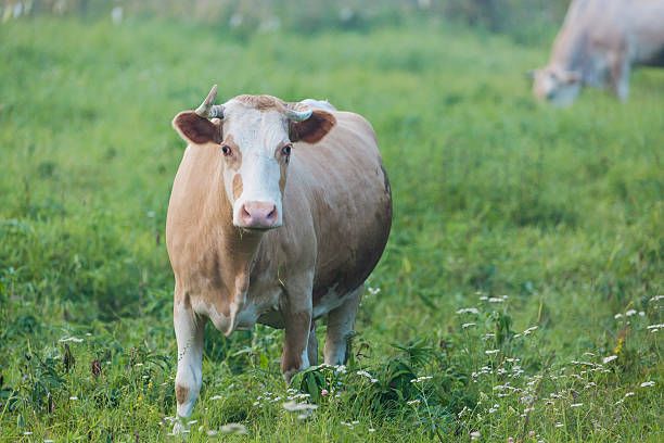 marrone mucca da masticare erba sul prato verde - brindled foto e immagini stock