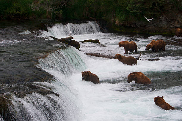 istock Bear Salmon Fishing 626658156