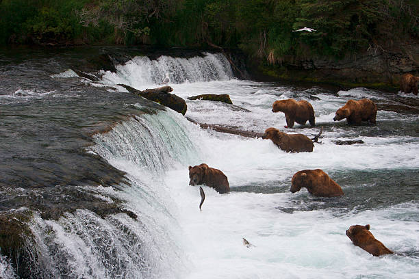 istock Bear Salmon Fishing 626658182