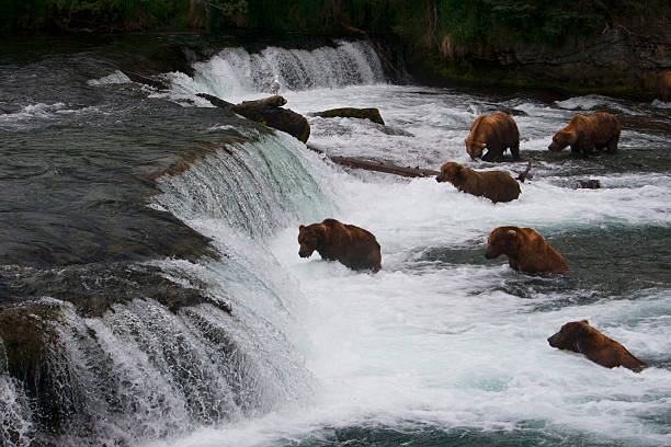 istock Bear Salmon Fishing 626658232
