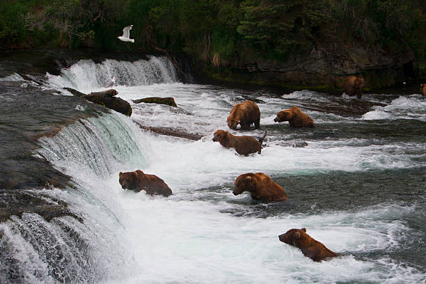 istock Bear Salmon Fishing 626658266
