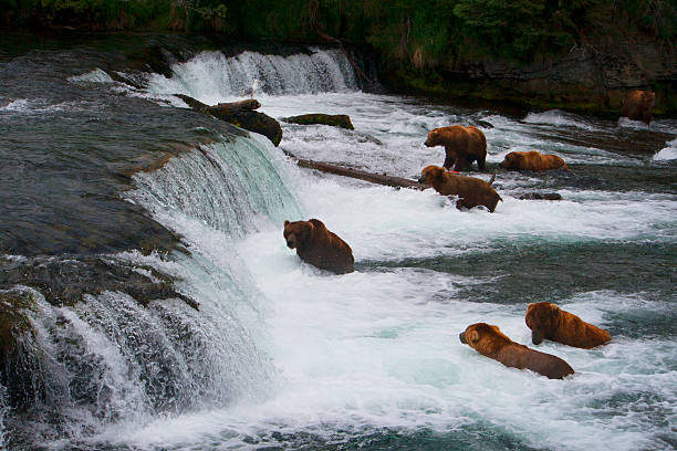 istock Bear Salmon Fishing 626658322