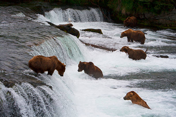 istock Bear Salmon Fishing 626658604