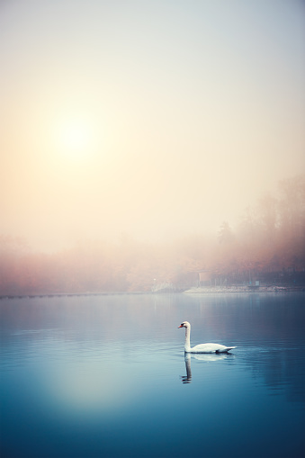 Swan swimming on The Lake