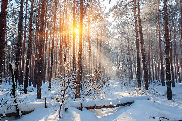 istock Morning winter mountain landscape with trees on slope. 626659580