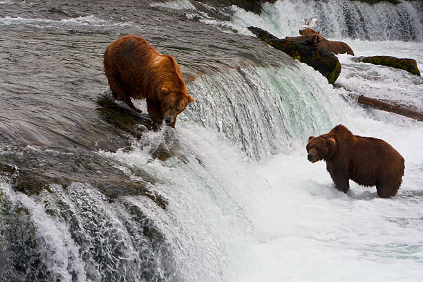 istock Bear Salmon Fishing 626659584