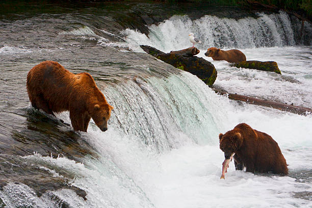 istock Bear Salmon Fishing 626659616