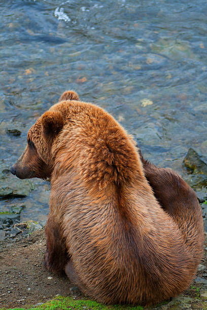istock Bear Salmon Fishing 626659672