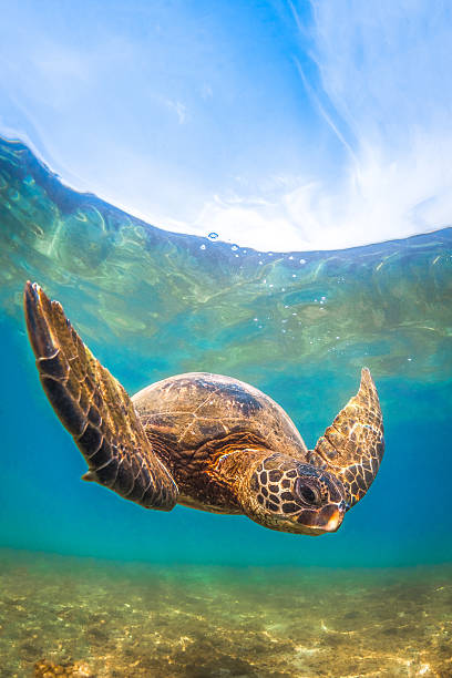 istock Hawaiian Green Sea Turtle 626659782