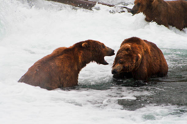 istock Bear Salmon Fishing 626659798