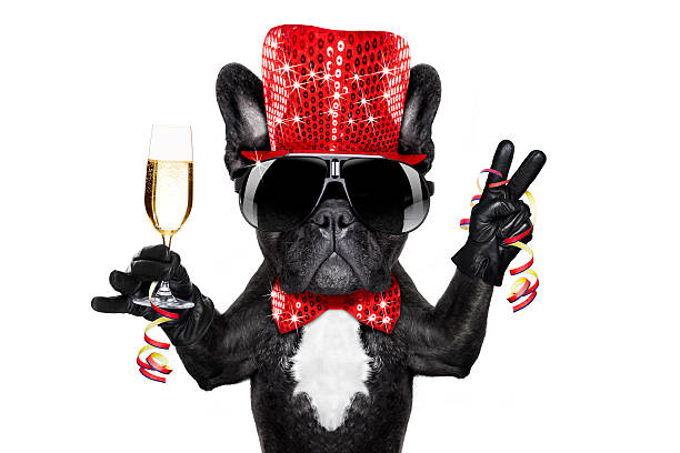 istock happy new year dog celberation 626659984