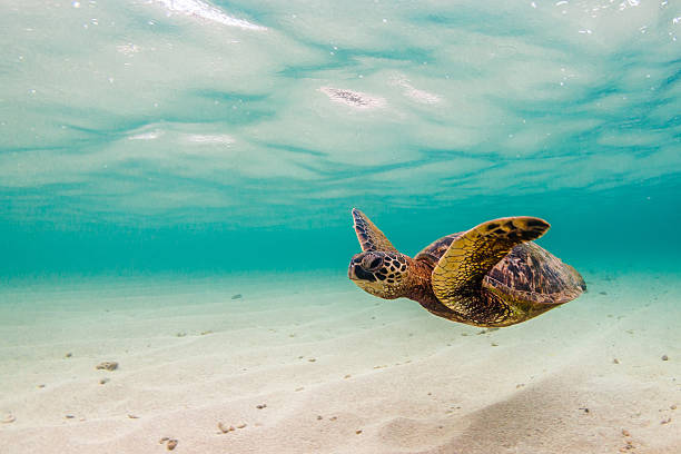 istock Hawaiian Green Sea Turtle 626660006
