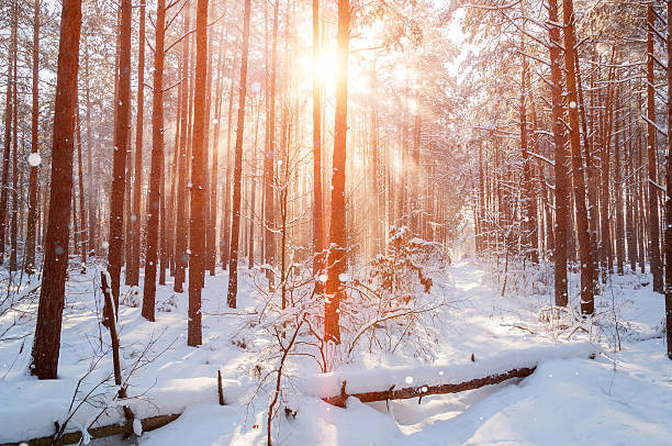 istock Morning winter mountain landscape with trees on slope. 626660068
