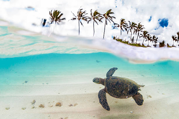 istock Hawaiian Green Sea Turtle 626660428