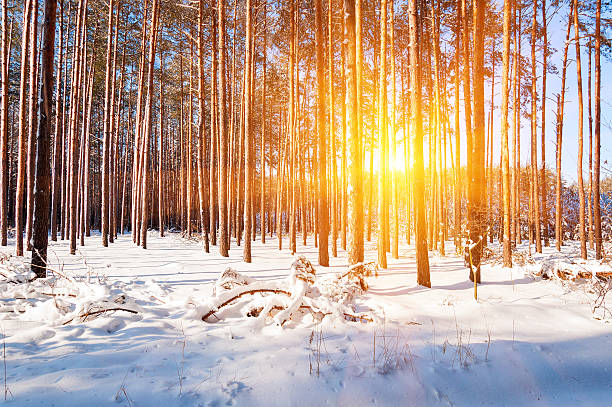 istock Morning winter mountain landscape with trees on slope. 626660518