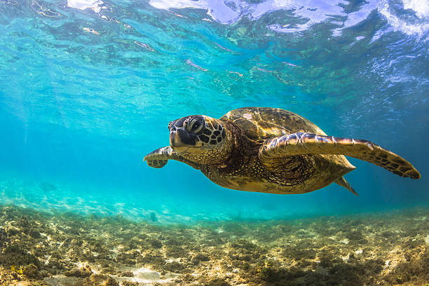 istock Hawaiian Green Sea Turtle 626660756