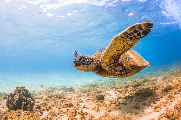 istock Hawaiian Green Sea Turtle 626660884