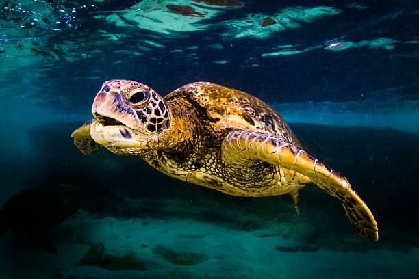 istock Hawaiian Green Sea Turtle 626661278