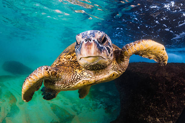 istock Hawaiian Green Sea Turtle 626666574