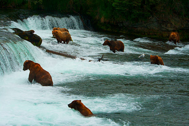 istock Bear Salmon Fishing 626666630