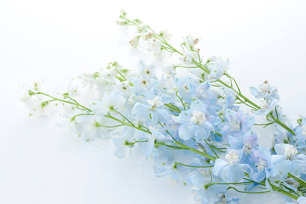 istock Bunch of flowers 626666640