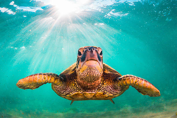 istock Hawaiian Green Sea Turtle 626666734