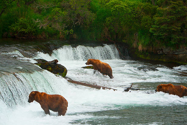 istock Bear Salmon Fishing 626666952