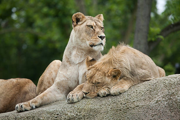 istock Lioness and juvenile male lion (Panthera leo). 626666992