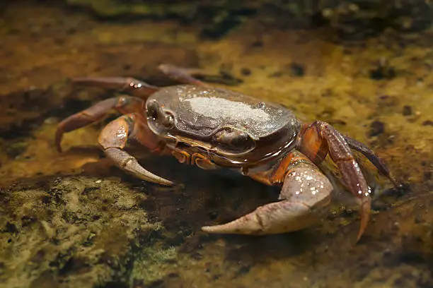 Blackback land crab (Gecarcinus lateralis), also known as the Bermuda land crab.