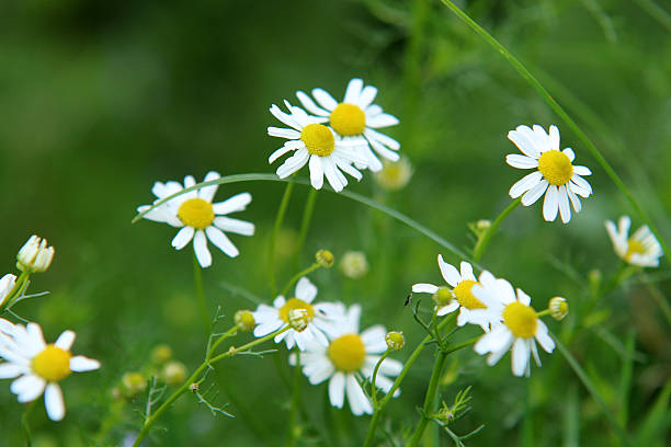 crocodile chamomile tea - alternative medicine herbal medicine aromatherapy oil herb stock-fotos und bilder