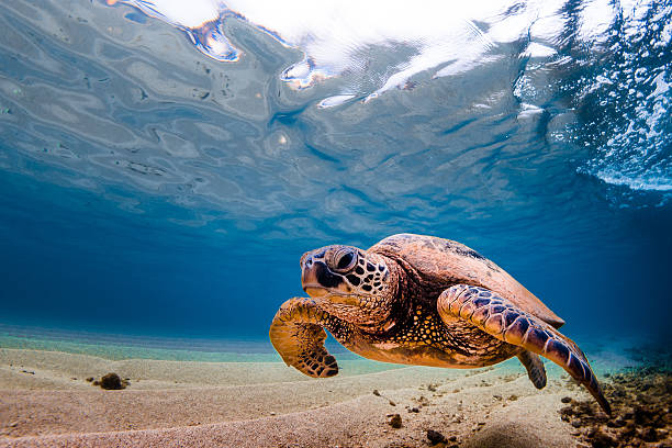 istock Hawaiian Green Sea Turtle 626667364