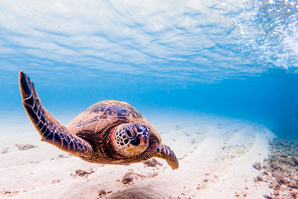 istock Hawaiian Green Sea Turtle 626667446