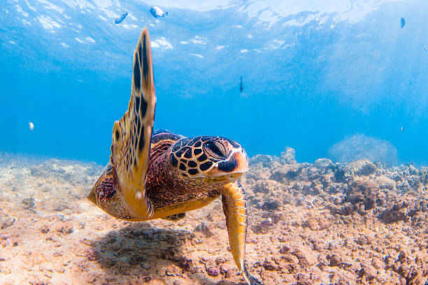 istock Hawaiian Green Sea Turtle 626667546