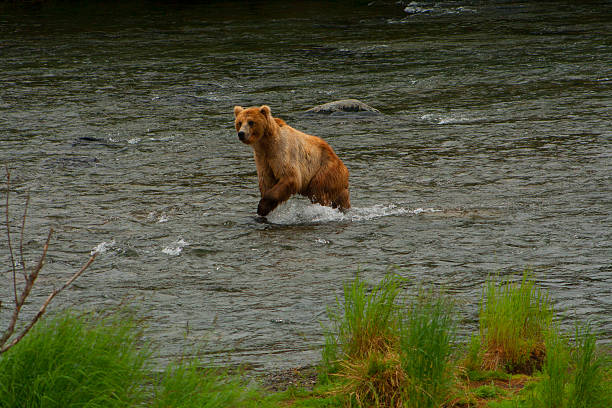 istock Bear Salmon Fishing 626667556