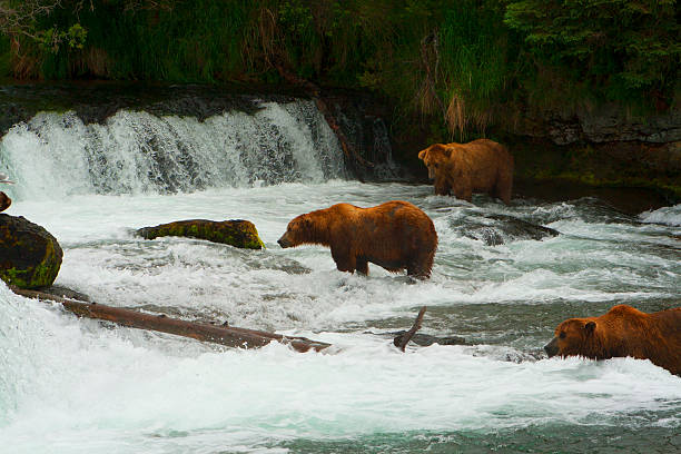 istock Bear Salmon Fishing 626667964