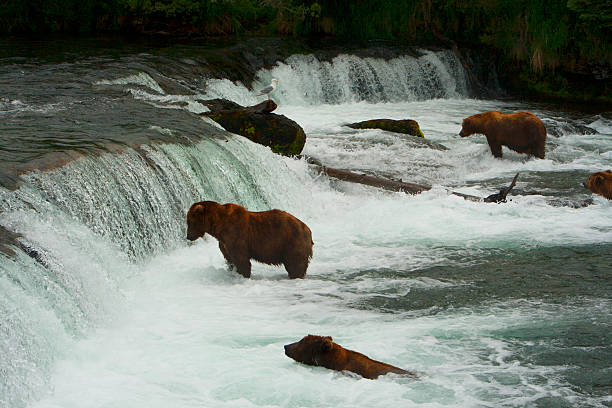 istock Bear Salmon Fishing 626668130