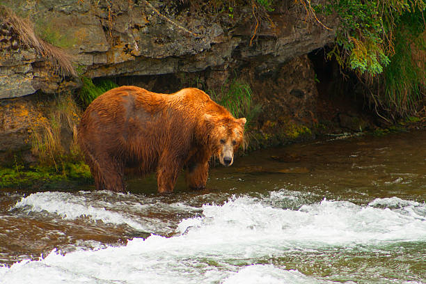 istock Bear Salmon Fishing 626668270