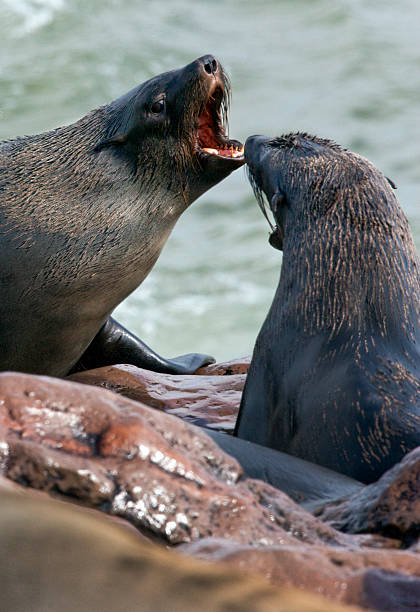 istock Cape Fur Seals - Cape Cross - Namibia 626668302