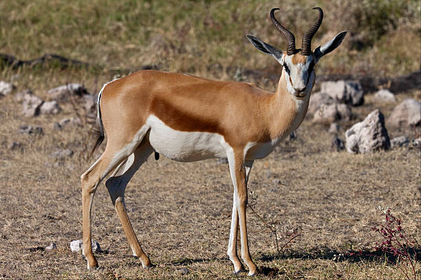 istock Springbok - Etosha National Park - Namibia 626669304