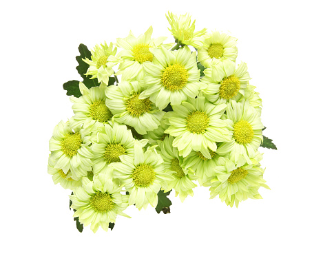 Pictured a bouquet of chrysanthemum in a white background.