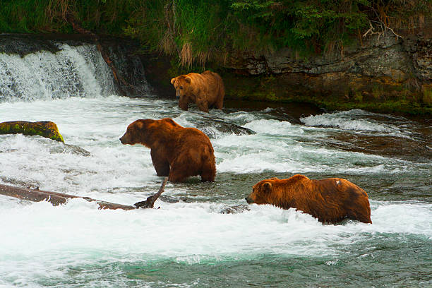 istock Bear Salmon Fishing 626669742