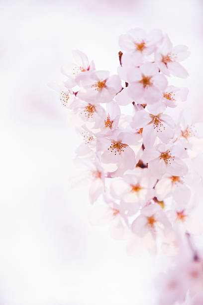 istock Close Up Of Cherry Blossom in Spring 626670134