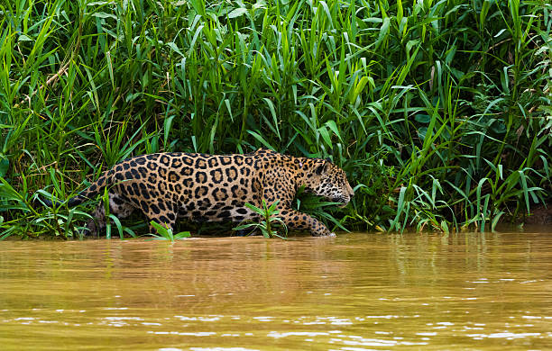istock Jaguar hunting along river edge 626670358